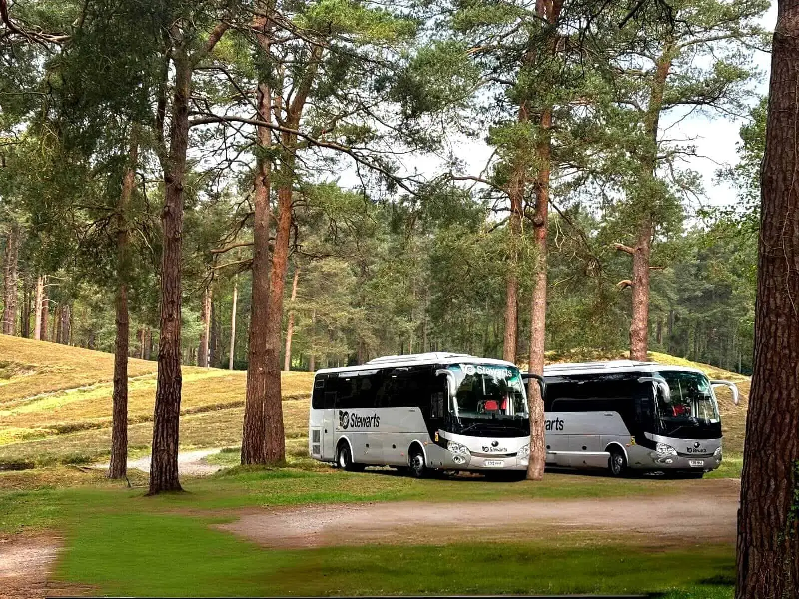 Coaches in forest